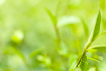 Fototapeta na wymiar Close-up of green plant leaves