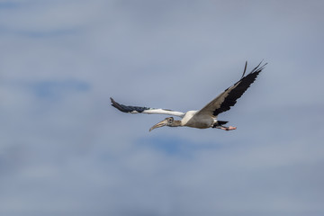 Wood Stork in Flight - Florida