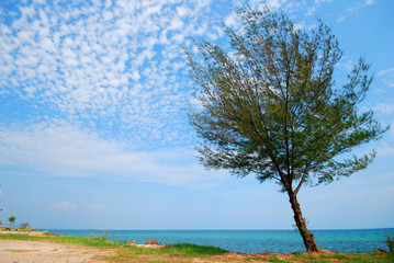 Tree beside the sea, sight seeing