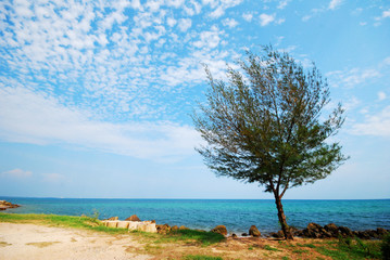 Fototapeta na wymiar Tree beside the sea, sight seeing