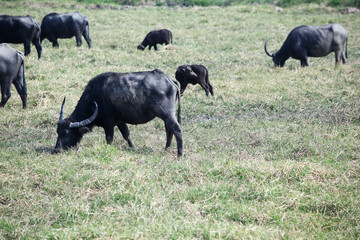 water buffalo eating grass
