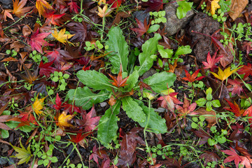 Red maple leaf fall on rock pathway with green plant in autumn