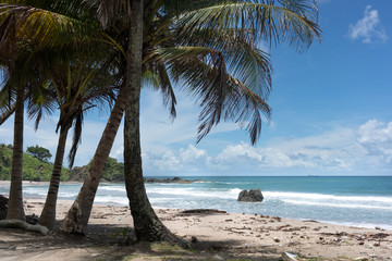 Palm trees on tropical beach, Trinidad and Tobago