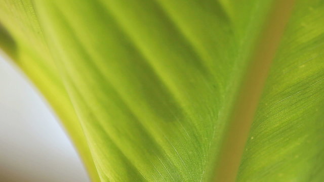 tropical leaf closeup