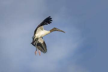Wood Stork in Flight - Florida
