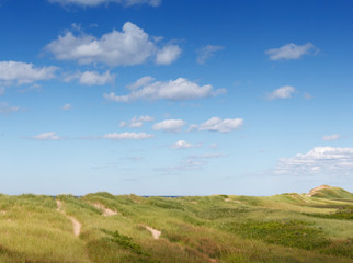 Green grass growing on coast, Prince Edward Island, Canada