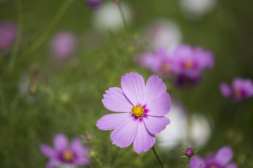コスモス