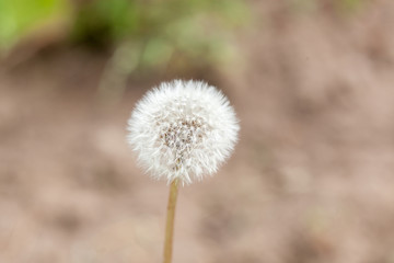 Close-up of dandelion flower
