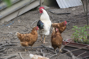 A Cock and Hens in Germany