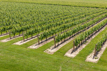 Fototapeta na wymiar View of vineyard