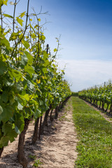 Fototapeta na wymiar Diminishing view of vineyard