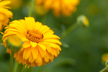 Obraz premium Close-up of yellow daisy flowers