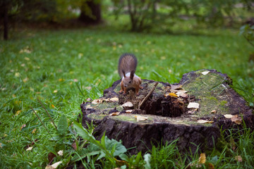 Squirrel on a tree stump.