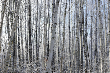 Obraz premium Aspen (Populus tremuloides) and Birch (Betula papyrifera) in Winter