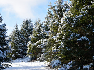 Snow Covered White Spruce (Picea glauca)