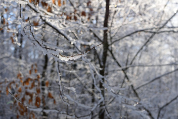Icy Twig in Hardwood Forest