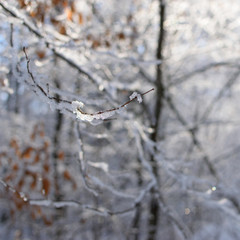 Northern Forest in Winter