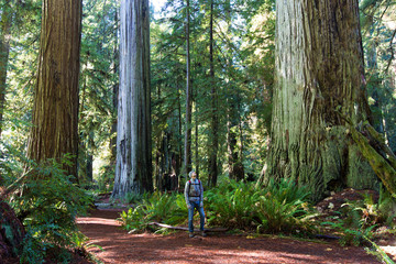 man in redwood forest