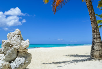 Rock Formation and Palm Tree on Exotic Caribbean Beach
