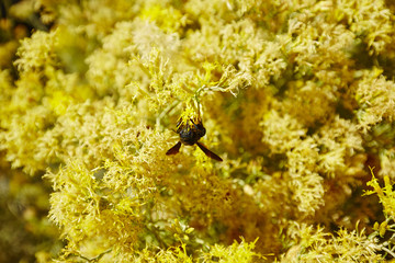 Biene auf gelben Blüten sammelt Nektar 02 © Tran-Photography