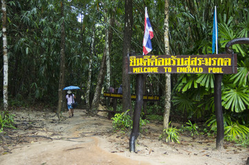Fototapeta na wymiar Entrance to Emerald Pool is unseen pool in mangrove forest at Krabi in Thailand.