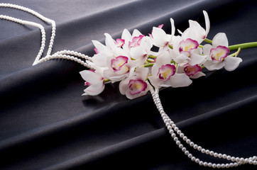 Fototapeta premium シンビジューム