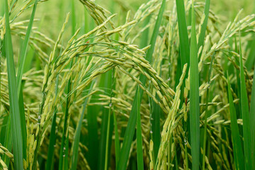 Close up of green rice paddy in rice field.