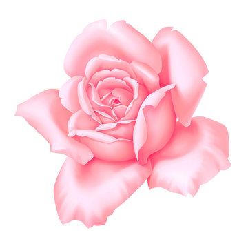 Rose pink flower decorative vintage illustration isolated on white background