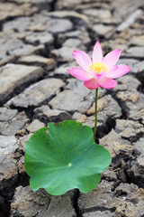 Fototapeta premium lotus flower on dry land