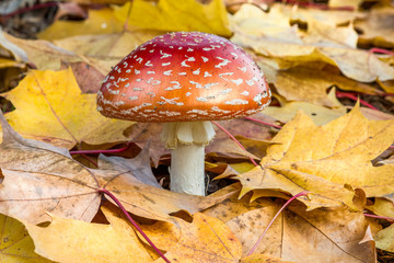 Poison mushroom on the ground with yellow leaves at autumn time.