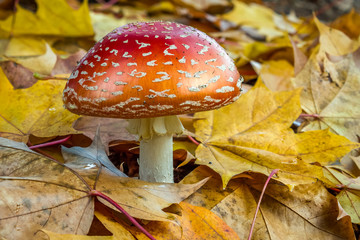 Poison mushroom on the ground with yellow leaves at autumn time.