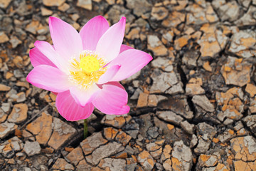 lotus flower on dry land