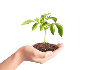 holding green plant in hand