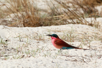 large nesting colony of Nothern Carmine Bee-eater