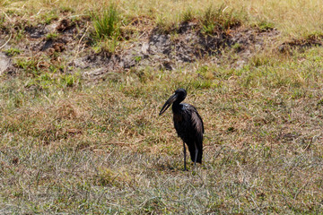 African Openbill in Chobe