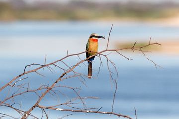 White fronted Bee-eater on tree
