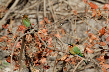 White fronted Bee-eater on tree