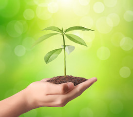 Fototapeta na wymiar holding green plant in hand
