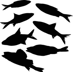 set of seven freshwater fish silhouettes on white