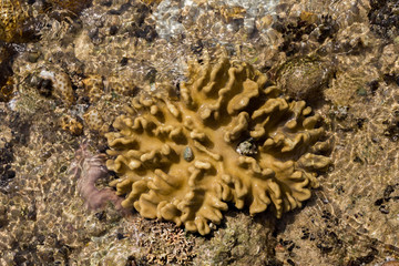 coral in low tide, indonesia