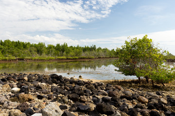 Indonesian landscape with mangrove and walkway