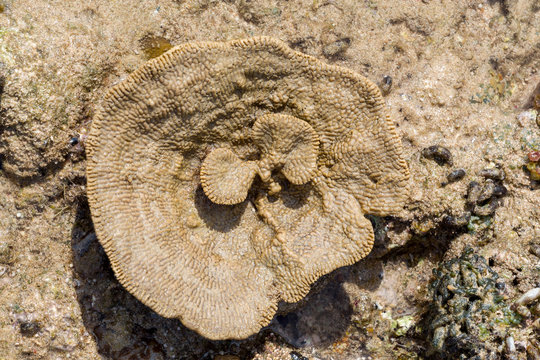 coral like flower in low tide, indonesia