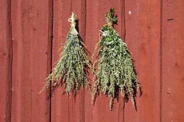 Bundles of fresh herbs hanged to dry  on wooden wall