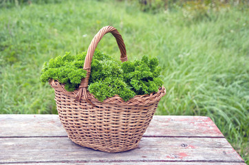 Fototapeta na wymiar Fresh parsley in wicker basket on wooden table