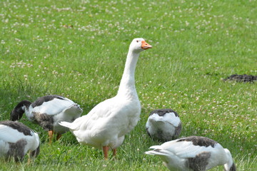 Enten