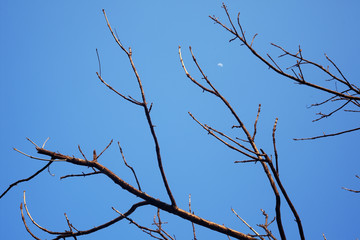dry tree with blue sky