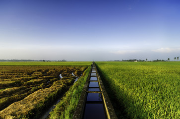 amazing view paddy fields at morning. concrete water canal and single tree for paddy rice field irrigation. - 97627455