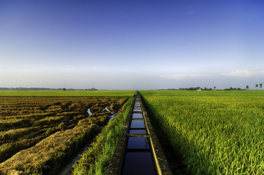 amazing view paddy fields at morning. concrete water canal and single tree for paddy rice field irrigation.