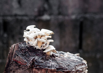 Fototapeta na wymiar White mushrooms growing on a tree stump