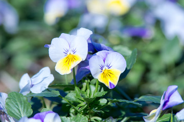 パンジー,ビオラ